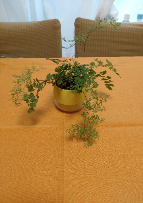 ライトオレンジのクロスと鉢植えを合わせたテーブルの写真。提供されたレビュー画面から写真部分を切り出し、明るさのみ調整しています。